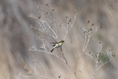 Zeytin-kahverengi tüylü yaygın chiffchaff yumuşak bulanık bir arka plan karşı kuru, karışık dallar arasında nazikçe tünemiş.
