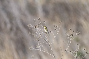 Zeytin-kahverengi tüylü yaygın chiffchaff yumuşak bulanık bir arka plan karşı kuru, karışık dallar arasında nazikçe tünemiş.
