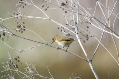 Zeytin-kahverengi tüylü yaygın chiffchaff yumuşak bulanık bir arka plan karşı kuru, karışık dallar arasında nazikçe tünemiş.