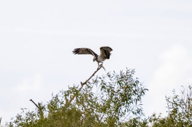 Kanatları açık çıplak bir dala tünemiş bir balık sürüsü bulutlu bir gökyüzüne doğru taze bir avla tutunuyor..