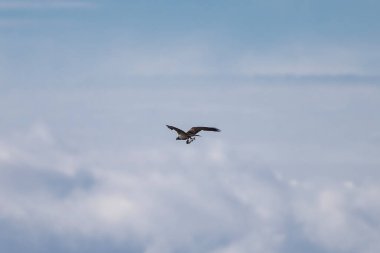 Balık kartalı kuşu bulutlu bir gökyüzünde süzülür, pençeleriyle avını kavrayıp yumuşak mavi ve beyaz bulutların arkasına tutunur..