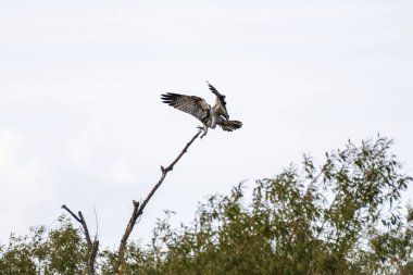Kanatları açık çıplak bir dala tünemiş bir balık sürüsü bulutlu bir gökyüzüne doğru taze bir avla tutunuyor..