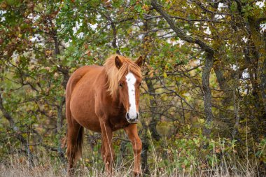 Beyaz alevi olan kahverengi bir at, sonbahar ağaçlarının arasında dikilip kameraya bakıyor..