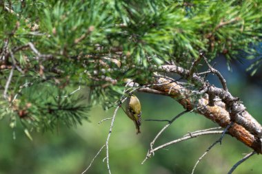 Küçük bir altın ibikli kuş bir çam dalına baş aşağı asılmış, güneşli bir ormanda sık iğneler arasında geziniyor..
