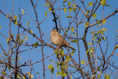 açık mavi gökyüzünün altında tomurcuklanan bir dalın üzerine kiraz kuşu konur.