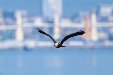 Kel bir kartal, kanatları açık bir şekilde suyun üzerinde süzülür.,