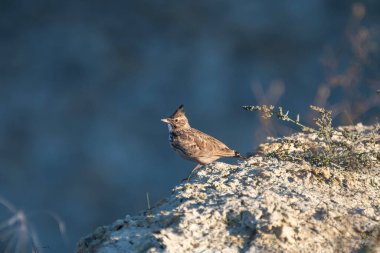 Tarlakuşu, güneşli bir kayanın üzerinde alarmda duruyor.