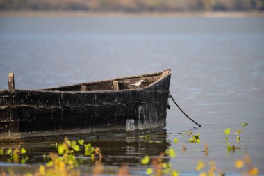 Eski ahşap bir tekne, sakin sularda sessizce süzülür. Arkasında bulanık bir kıyı şeridi olan su bitkilerinin yakınında..