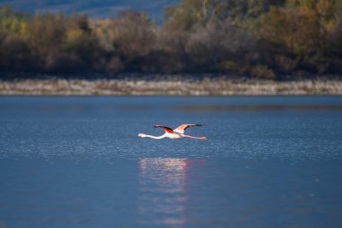 Bir flamingo sakin suyun üzerinde zarifçe süzülür, kanatları açılır ve aşağıdan yansıtılır..