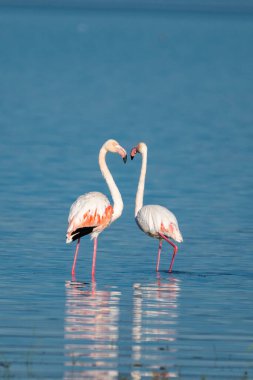 İki flamingo sığ sularda durur, kıvrımlı boyunları, dingin göl manzarasında kalp şekli oluşturur.