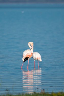 İki flamingo sığ sularda durur, kıvrımlı boyunları, dingin göl manzarasında kalp şekli oluşturur.