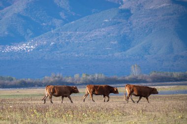 Kahverengi inekler, ormanlık tepeler ve Yunanistan 'da sessiz bir dağ köyü tarafından desteklenen güneşli çayırlarda yürüyorlar.
