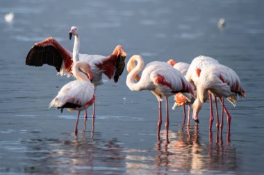 Bir grup flamingo sığ sularda duruyor, bir tanesi orta ekran, geniş kanatları var, sakin mavi yansımaları var..
