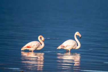 İki flamingo sığ mavi sularda durur, biri önsezili, biri tetikte, her ikisi de sakin yansımalarla yansıtılır..