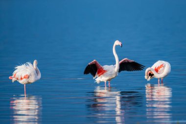 Üç flamingo sığ su birikintisinde dinleniyor, bir preening, ve bir ortasında serin mavi sükunet yansıtıyor.