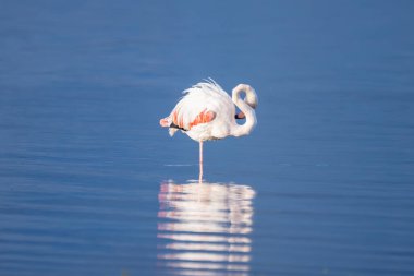 Bir flamingo kafasını sakin mavi suya sokmuş dinleniyor.