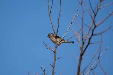 Mavi gökyüzüne karşı çıplak bir dala tünemiş küçük bir papatya ağacı..
