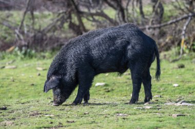 Kaba saçlı siyah bir domuz otların arasında huzur içinde otluyor.