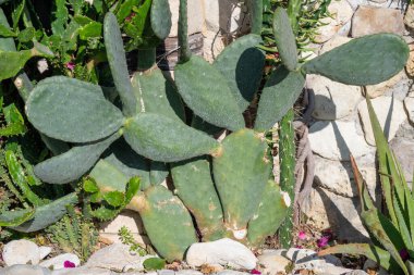 Parlak güneş ışığıyla çevrili taş bir duvarın yanında dikenli bir armut kaktüsü kümesi büyüyor..