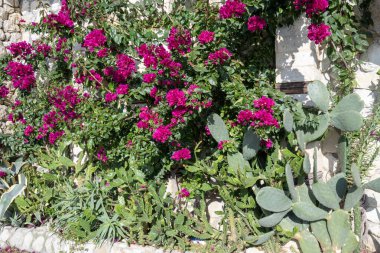 Canlı morumsu bougainvillea çiçekleri taştan bir duvarın üzerinden taşar.