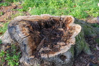Yaprak ve dallarla dolu içi boş bir ağaç gövdesi çimenli bir alanda oturur ve doğal çürüme belirtileri gösterir..