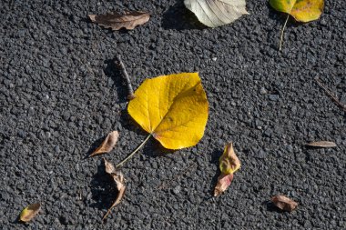 Parlak sarı kalp şeklinde bir yaprak, çeşitli aşamalarda dağınık sonbahar yapraklarıyla çevrili koyu asfalt üzerinde yatar..