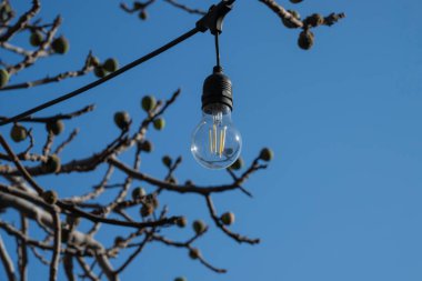 Tomurcuklanan ağaç dalları arasında parlak mavi bir bahar gökyüzüne asılı berrak bir ampul.