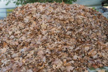 Yere yığılmış büyük bir kuru, kahverengi sonbahar yapraklarının yakın çekim dokusu..