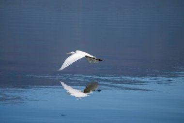 Dalgalanan mavi suyun üzerinde alçaktan uçan bir Akbalıkçıl. Geniş beyaz kanatları ve siyah bacakları süzülerek uzaklaşıyor..
