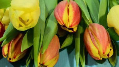 parlak sarı ve kırmızı lalelerden oluşan bir buketi ortaya çıkarmak için zumluyor..