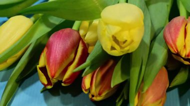 Saf mavi arka planda duran canlı sarı ve kırmızı laleler..