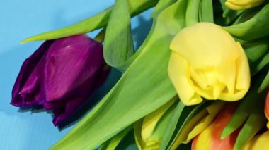 Katı mavi arka planda duran taze mor, sarı ve kırmızı lalelerden oluşan bir buket..