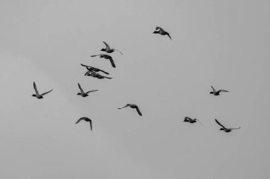 Düz, özelliksiz gri gökyüzüne karşı uçan dağınık bir kuş sürüsü çeşitli kanat pozisyonları ve uçuş dinamikleri sergiliyor..
