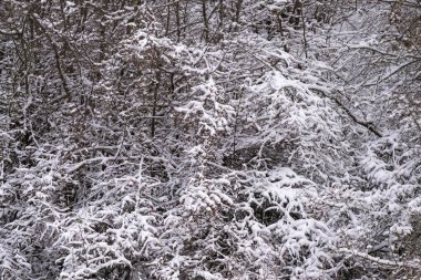 Ağaç dalları ve çalılardan oluşan yoğun bir çalılık. Kış ormanındaki bir katman bembeyaz karla kaplanmış..