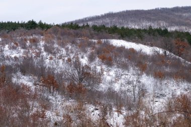 a snow-dusted hillside with bare deciduous trees in the foreground and a line of green pine trees along the ridge in the background.