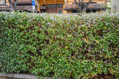 Kalın, budanmış yeşil bir çit kaldırım boyunca uzanır, arka planda sarı bir binanın ve ağaçların alçak manzarasını kapatır..