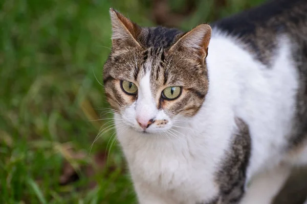 Yeşil gözlü beyaz ve tekir bir kedi çimenli bir alanda yürüyor, dikkatlice yan tarafa bakıyor..