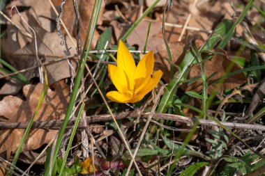 Kuru kahverengi yapraklar ve orman zemininde dallardan oluşan bir yatakta açan canlı sarı bir çiçek..
