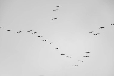 Katı gri gökyüzüne karşı V şeklinde uçan büyük bir kuş sürüsü senkronize göç şekillerini ve karanlık siluetlerini vurguluyor..