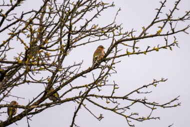 Sarımsı tomurcuklarıyla solgun bir gökyüzüne doğru benekli, karmaşık karanlık dalların arasında tünemiş Avrasyalı küçük kuşların bulunduğu çıplak bir ağaç..