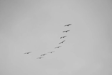 Katı gri gökyüzüne karşı kavisli bir şekilde uçan kuş sürüsü senkronize hareketlerini ve karanlık siluetlerini vurguluyor..