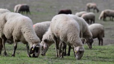 Bir grup tüylü beyaz koyun bulutlu bir gökyüzünün altında yeşil, çimenli bir alanda huzur içinde otluyor..