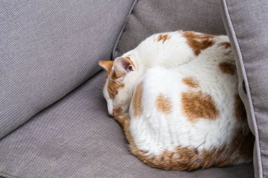 Dar bir topun içine kıvrılmış beyaz ve turuncu bir kedi gri döşeme kanepesinin köşesinde huzur içinde uyuyor..
