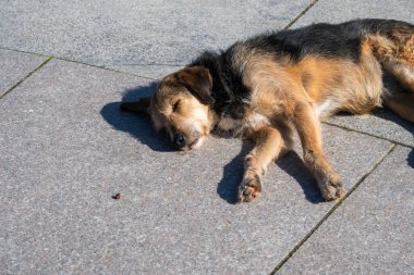 Siyah ve bronz bir köpek, parlak güneş ışığı altında gri kaldırımlarda mışıl mışıl uyuyor..