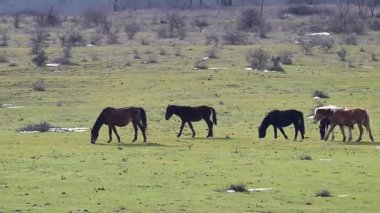 Küçük bir kahverengi ve siyah at sürüsü açık, çimenli bir tarlada otluyor. Dağınık kar parçaları ve uzak bir orman çizgisi var..