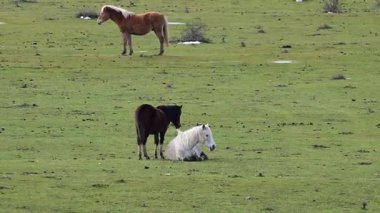 Koyu kahverengi bir at arkasında dururken beyaz bir at çimlerin üzerinde dinlenir ve kestane rengi bir at yeşil bir tarlada kar yamalarıyla otlar..