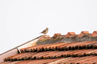 Ayırt edici bir ibiği olan küçük bir tarla kuşu yıpranmış, kırmızı kiremitli bir çatının tepesinde parlak, beyaz bir gökyüzüne karşı duruyordu..