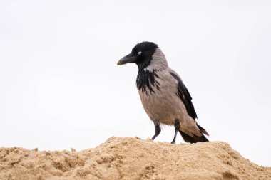 Kapüşonlu bir karga, belirgin siyah bir kafası ve kumlu bir tepenin arkasına tünemiş gri bir bedeni olan minimalist, parlak beyaz bir gökyüzüne karşı..