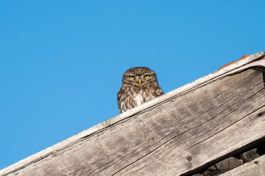 Küçük kahverengi bir baykuş, yıpranmış ahşap çatı kaplamasının üzerinden bakıyor. Parlak sarı gözleri, açık mavi gökyüzünün altındaki kameraya bakıyor..