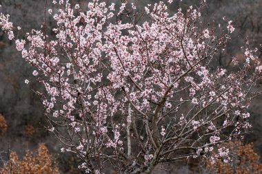 Narin soluk pembe bahar çiçekleriyle kaplı vahşi çiçek açan ağaç, karanlık bir ormanlık arka planda çiçek açar..